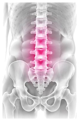 X-ray style view of the back